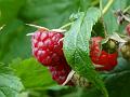 2014-0615_1435_Raspberries_17,3C